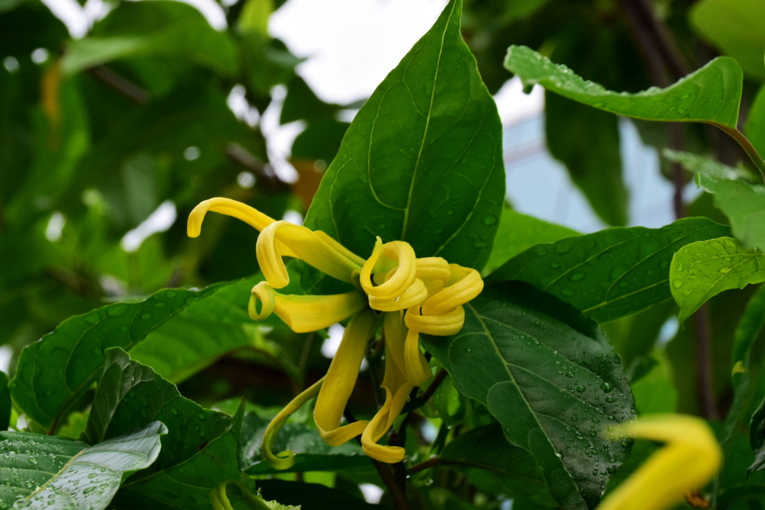 A Sedução Tropical do Ylang Ylang
