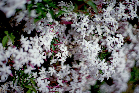 A Flor Noturna que Revolucionou a Alta Perfumaria