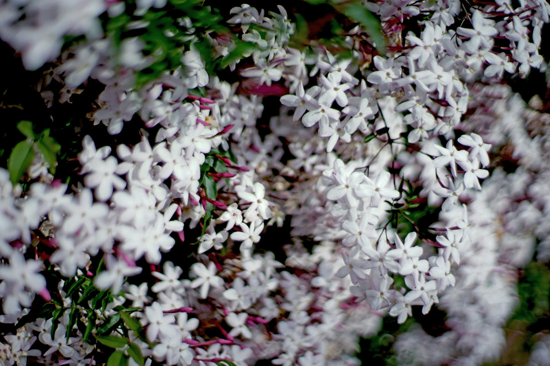 A Flor Noturna que Revolucionou a Alta Perfumaria
