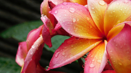 Frangipani: A Flor que Perfuma Mesmo Depois de Separada da Vida