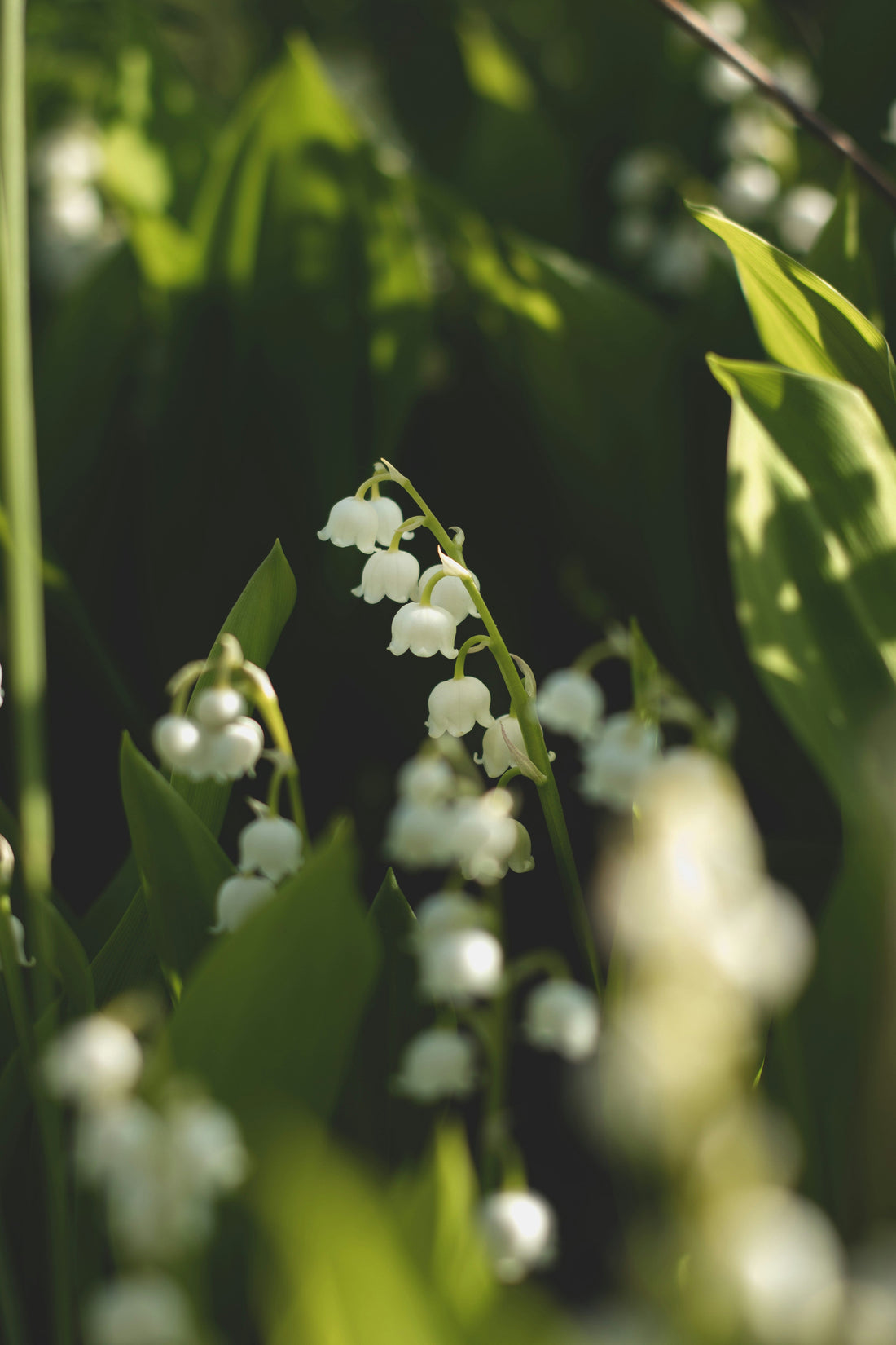 Lírio-do-Vale: A Flor que Criou uma Tradição, uma Obsessão e um Mistério