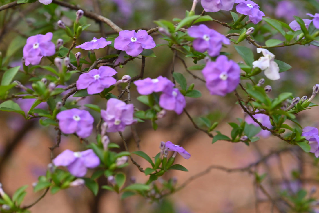 Manacá de Cheiro: A Flor Mais Bela da Floresta